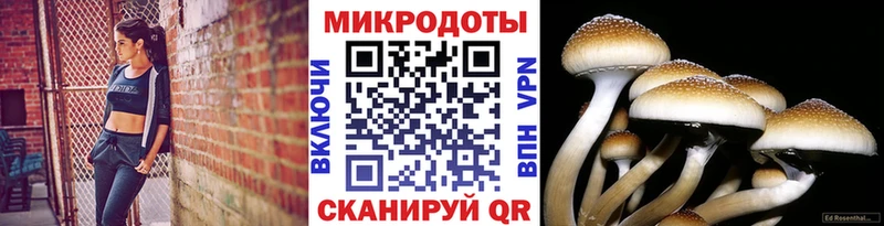 где купить наркотик  Коркино  Галлюциногенные грибы Psilocybe 